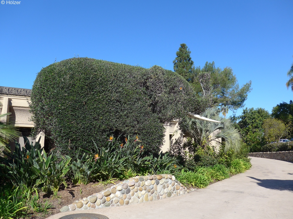 hoe-2018-01-25-San_Diego-P1050315d.jpg