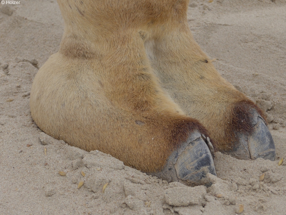 hoe-2018-04-08-Doha-P1100086p.jpg