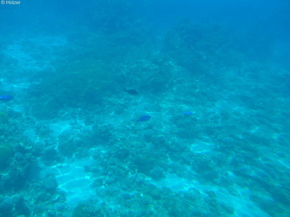 hoe-2018-04-20-Eilat-P1100639p.jpg